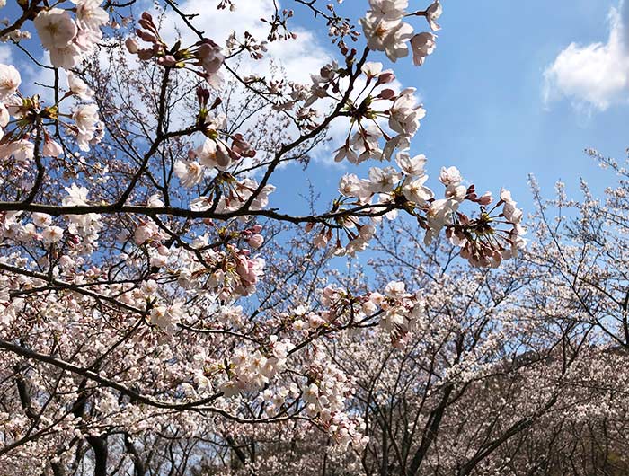 鮎屋ダムの桜