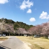 鮎屋ダムは地元民のお花見スポット❗️淡路島の桜観光におすすめ🌸