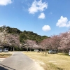 鮎屋ダムの桜