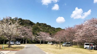 鮎屋ダムの桜