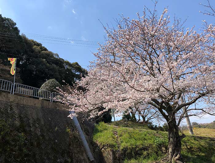 鮎屋の滝の桜