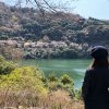 淡路島・諭鶴羽ダムの周囲2kmにソメイヨシノが800本❗️そろそろ桜が見頃ですよ〜🌸