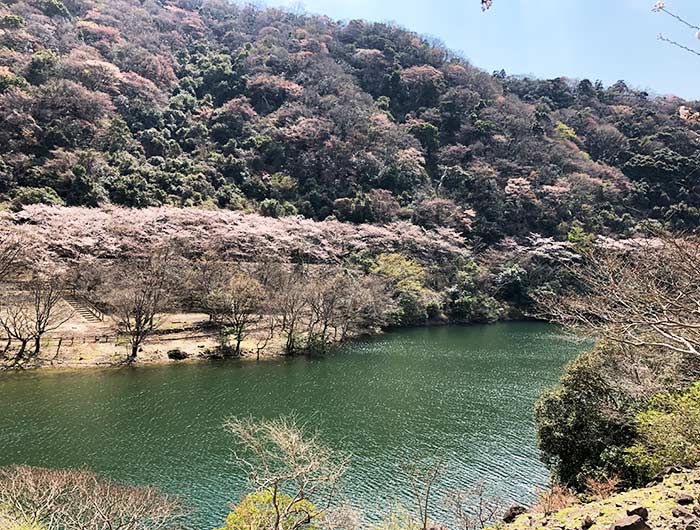 諭鶴羽ダムの桜