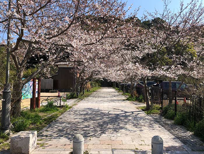 曲田山の桜