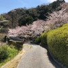 圓城寺の桜