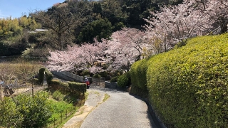 圓城寺の桜