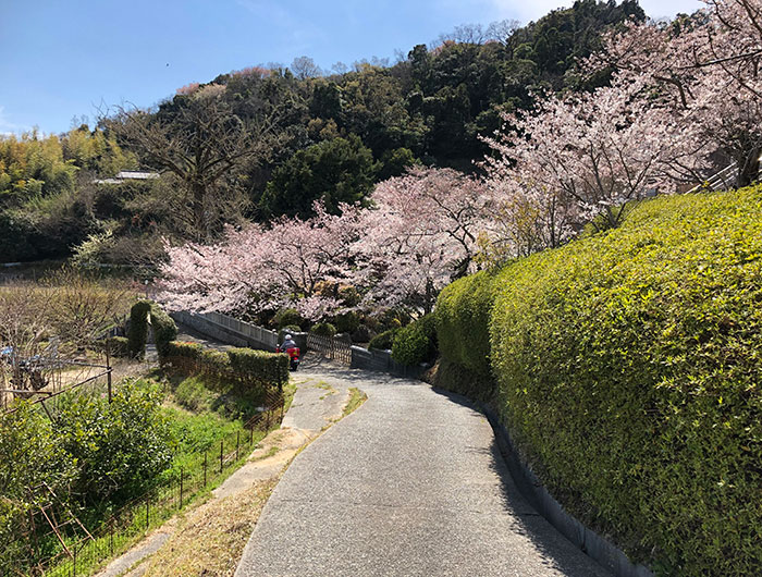 桜に包まれた圓城寺