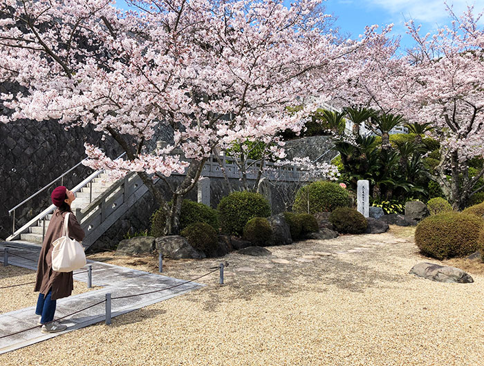 圓城寺の庭園と桜の共演