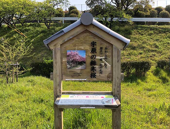 花の札所 第51番 宇原の緋寒桜