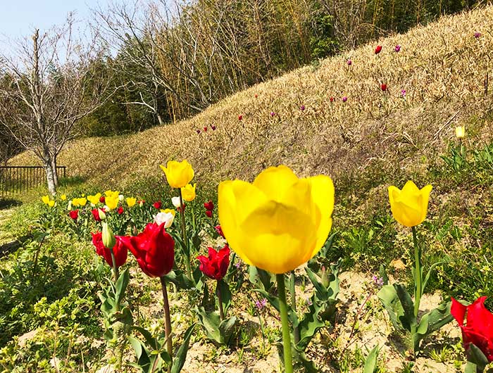 チューリップハウス農園