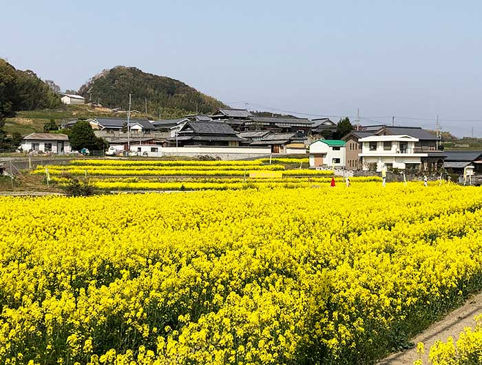 鮎原下「菜の花まつり」