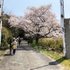 淡路島・伊勢の森神社のお祭りで、桜と獅子舞を観てきました〜😁