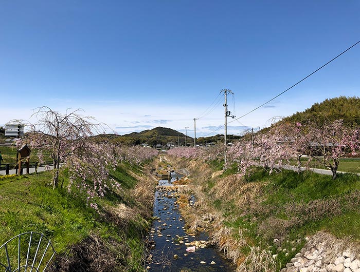 山田川桜並木通り・コスモス