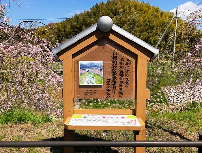 あわじ花へんろ 花の札所 第65番 山田川桜並木通り・コスモス