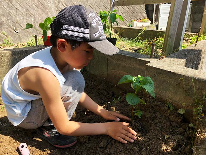 淡路島で家庭菜園3年目