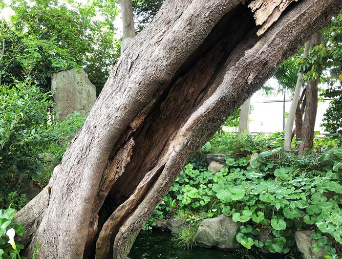 広田の寒泉　ムクノキ