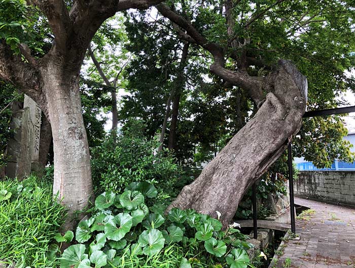 広田の寒泉　ムクノキ