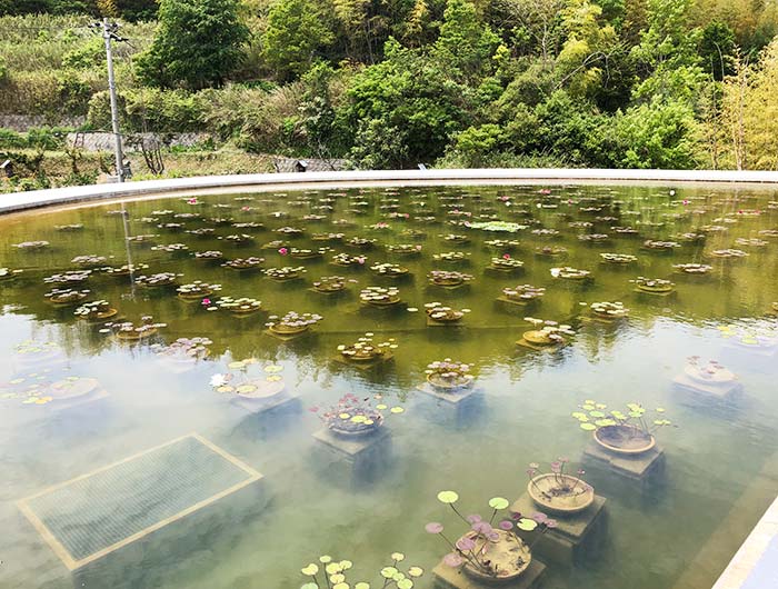 本福寺水御堂　蓮池