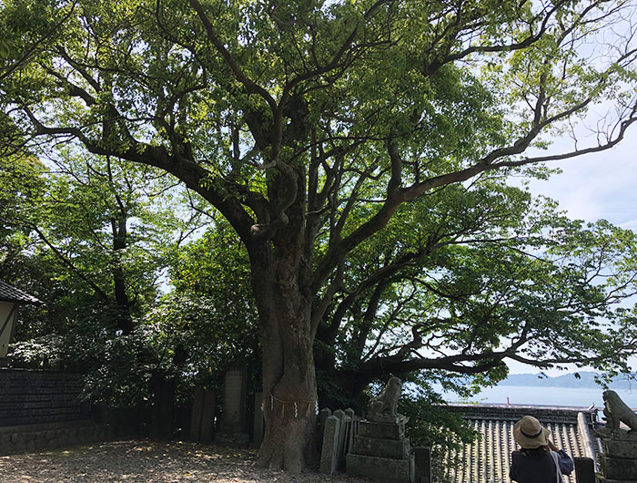 沼島八幡神社　大木
