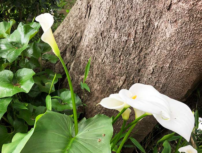 広田の寒泉　カラーの花