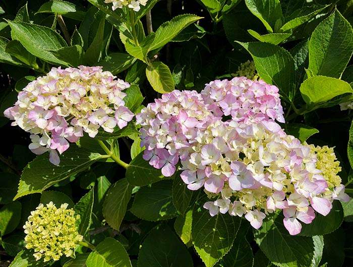 あわじ花山水 紫陽花