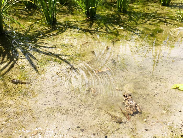 あわじ花山水 カエルとオタマジャクシ