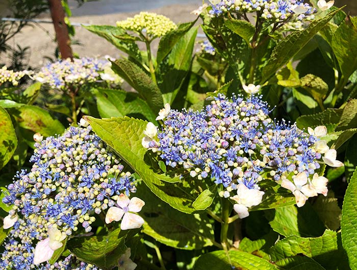 あわじ花山水 紫陽花