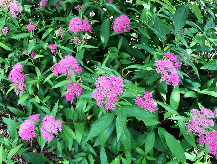 あわじ花山水 園内の様子