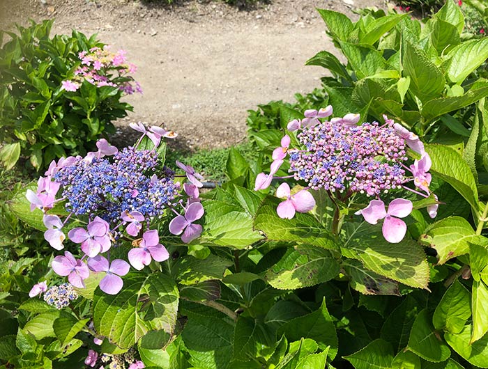 あわじ花山水 紫陽花