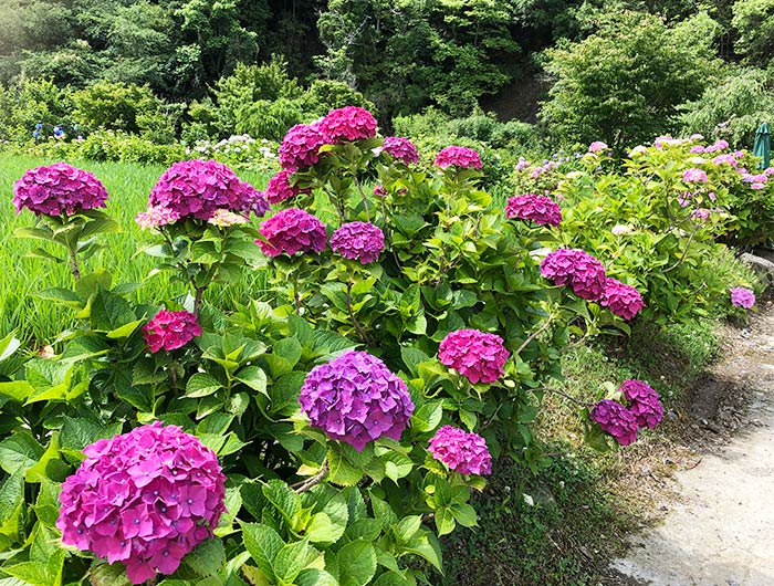 あわじ花山水 紫陽花