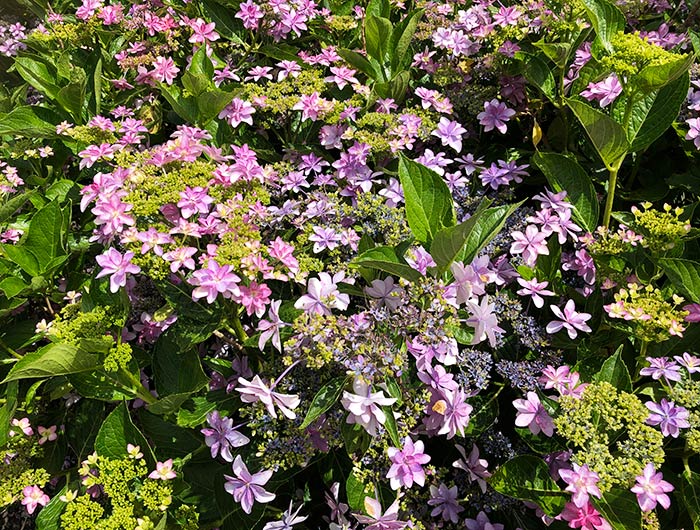 あわじ花山水 紫陽花