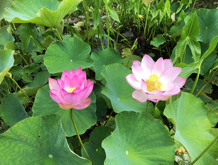 あわじ花山水 ハス
