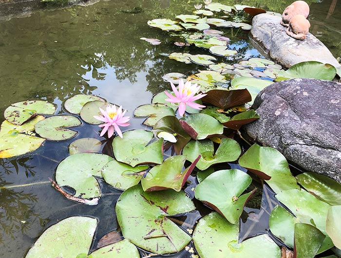 あわじ花山水 スイレン