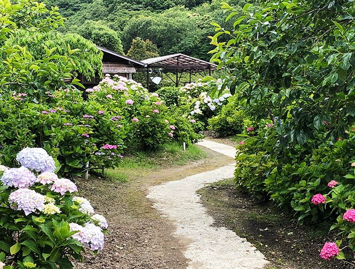 あわじ花山水 紫陽花