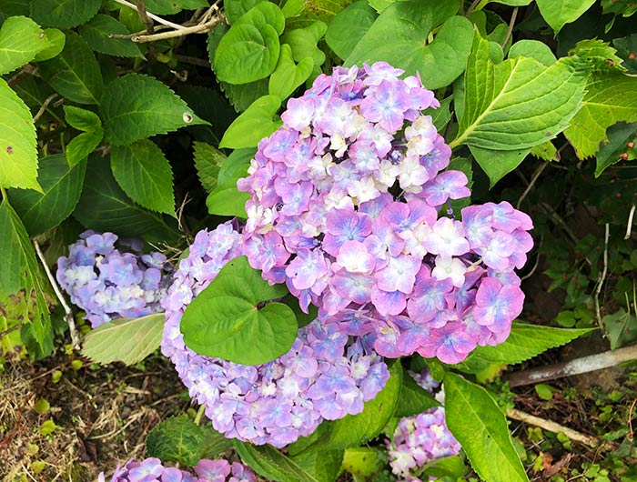 あわじ花山水 紫陽花