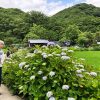 淡路島・あわじ花山水は紫陽花をはじめ、70種・4000本の植物があるんだってさ〜😁