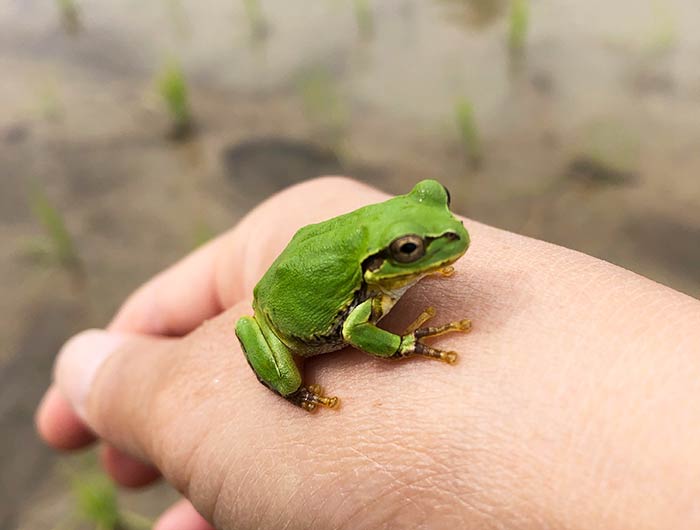 アマガエル