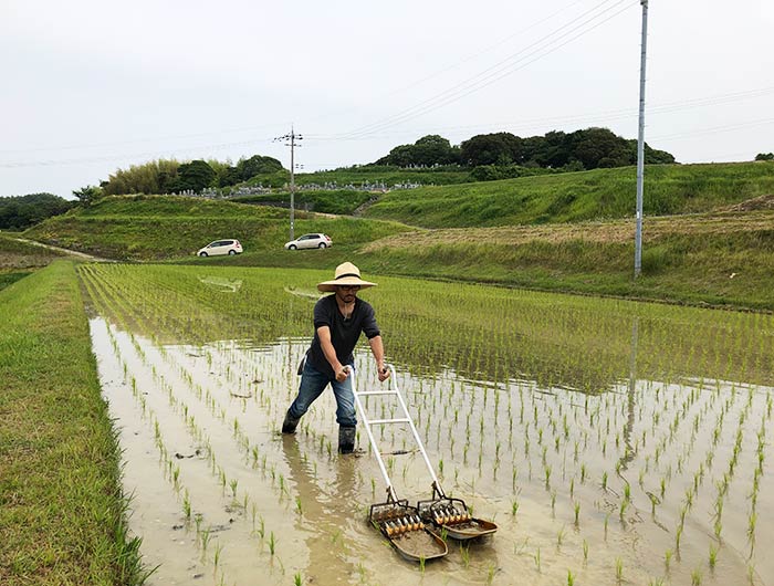 淡路島・鮎原米づくり