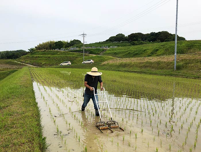 淡路島・鮎原米づくり