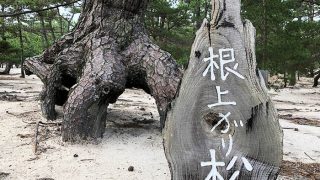 慶野松原・根上がり松