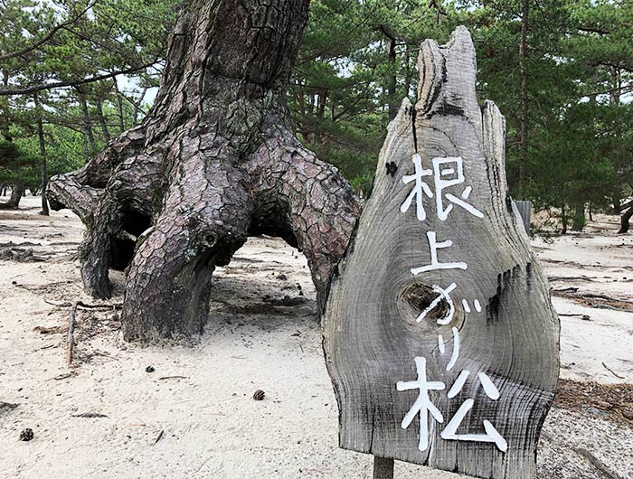 慶野松原 根上がり松