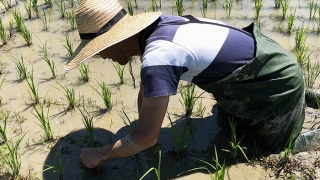 鮎原米づくり