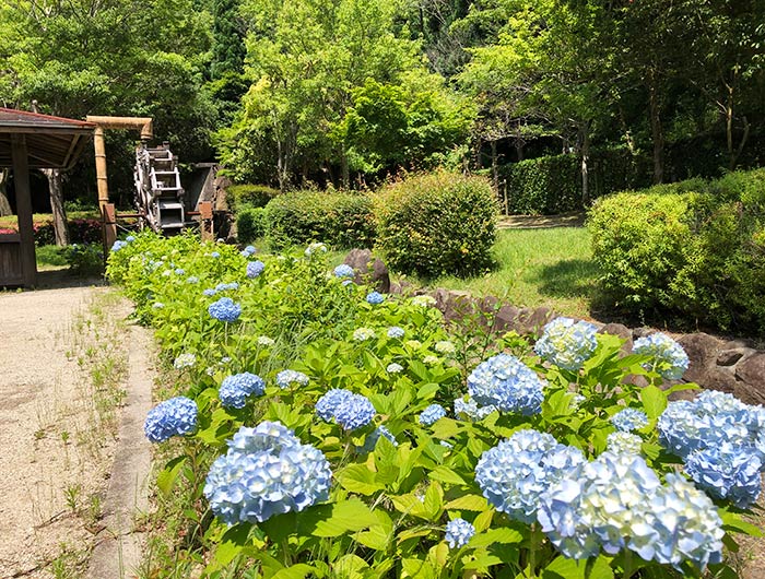 淡路ふれあい公園 紫陽花