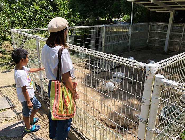 淡路ふれあい公園 うさぎ