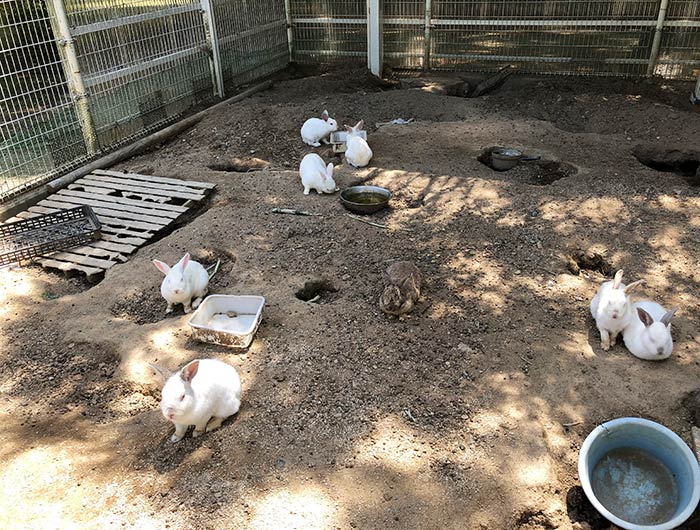 淡路ふれあい公園 うさぎ