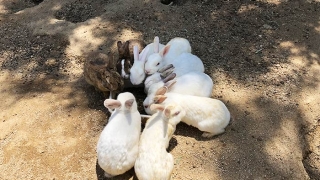 淡路ふれあい公園 うさぎ