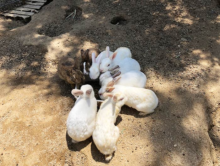 淡路ふれあい公園 うさぎ