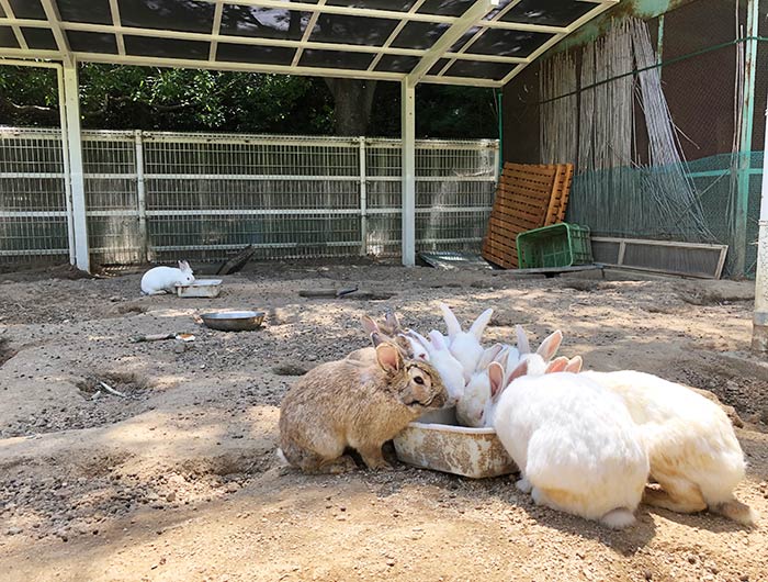 淡路ふれあい公園のうさぎ