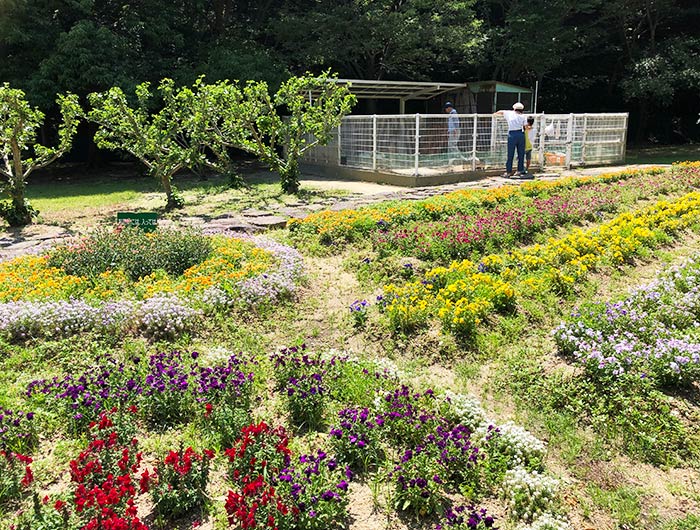 淡路ふれあい公園 花畑