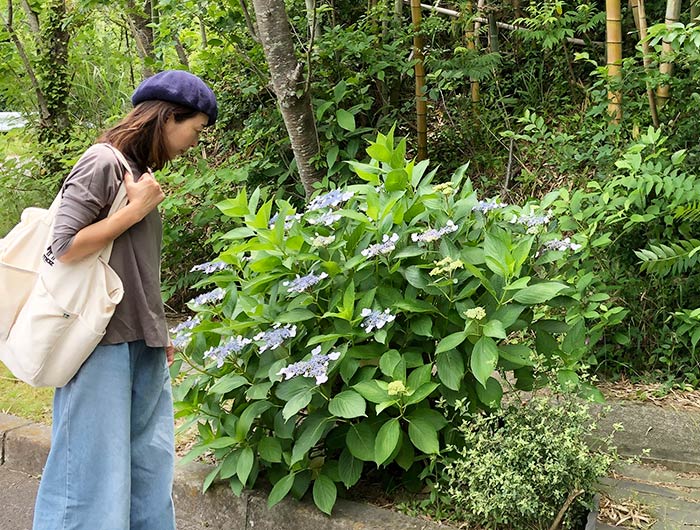 玉青館の紫陽花